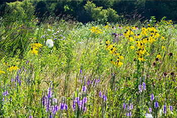 spring garden with lupine and sunflowers