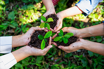 hands holding plant seedlings