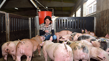 A farmer feeding pigs