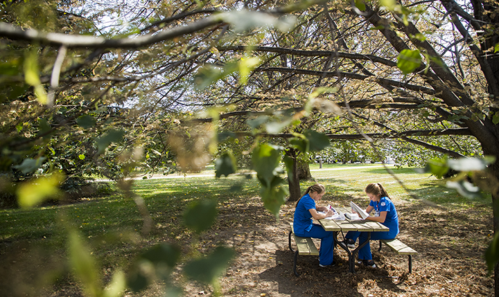 Nursing students studying at a picnic table under a tree