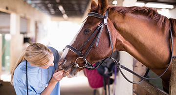A veterinary technician looking at a horse